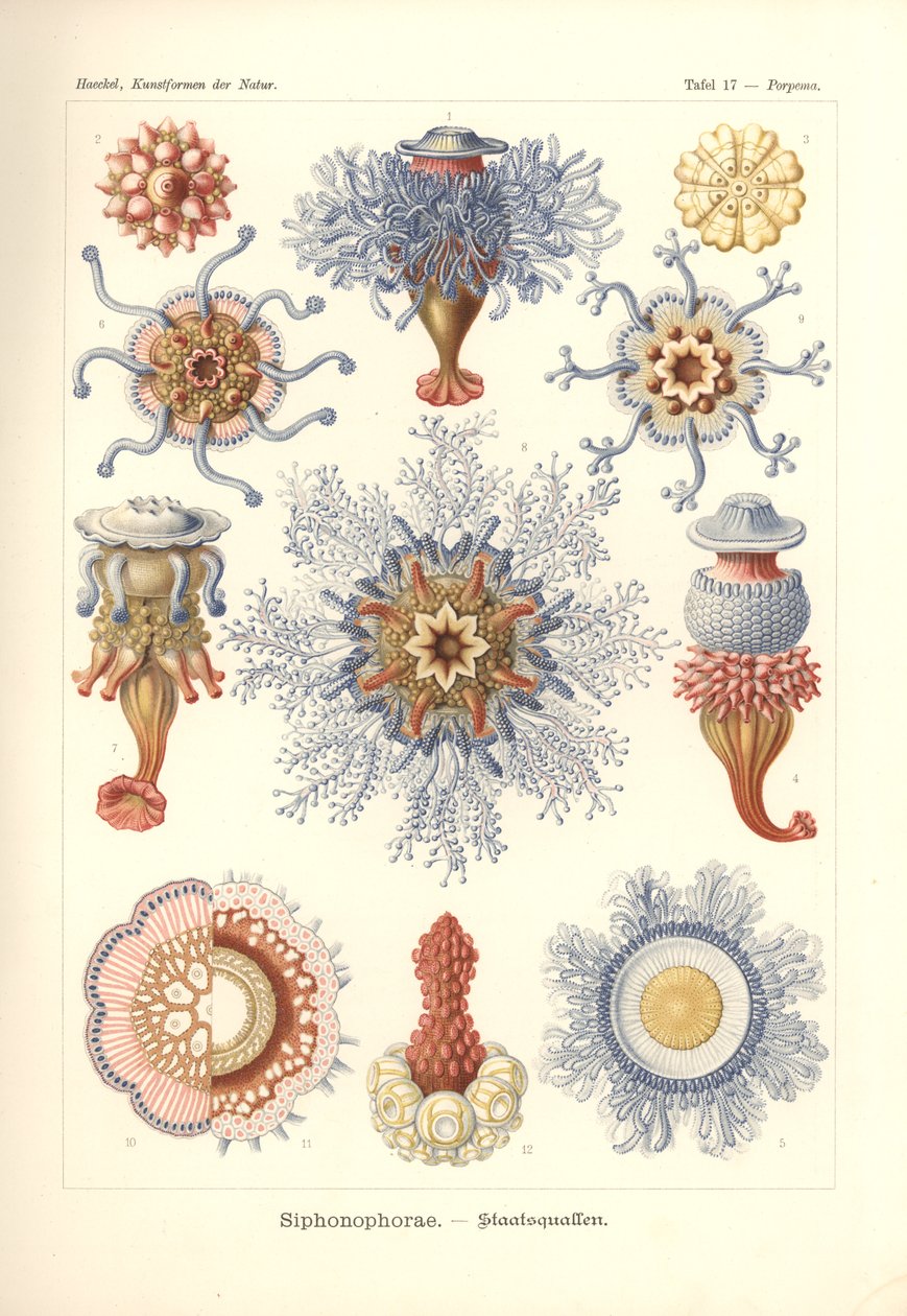 Szifonophorae – Jelly Fish, a „Kunstformen der Natur”-ból, Adolf Giltsch metszetével, 1904-ben megjelent (színes litho) alkotó: Ernst (after) Haeckel