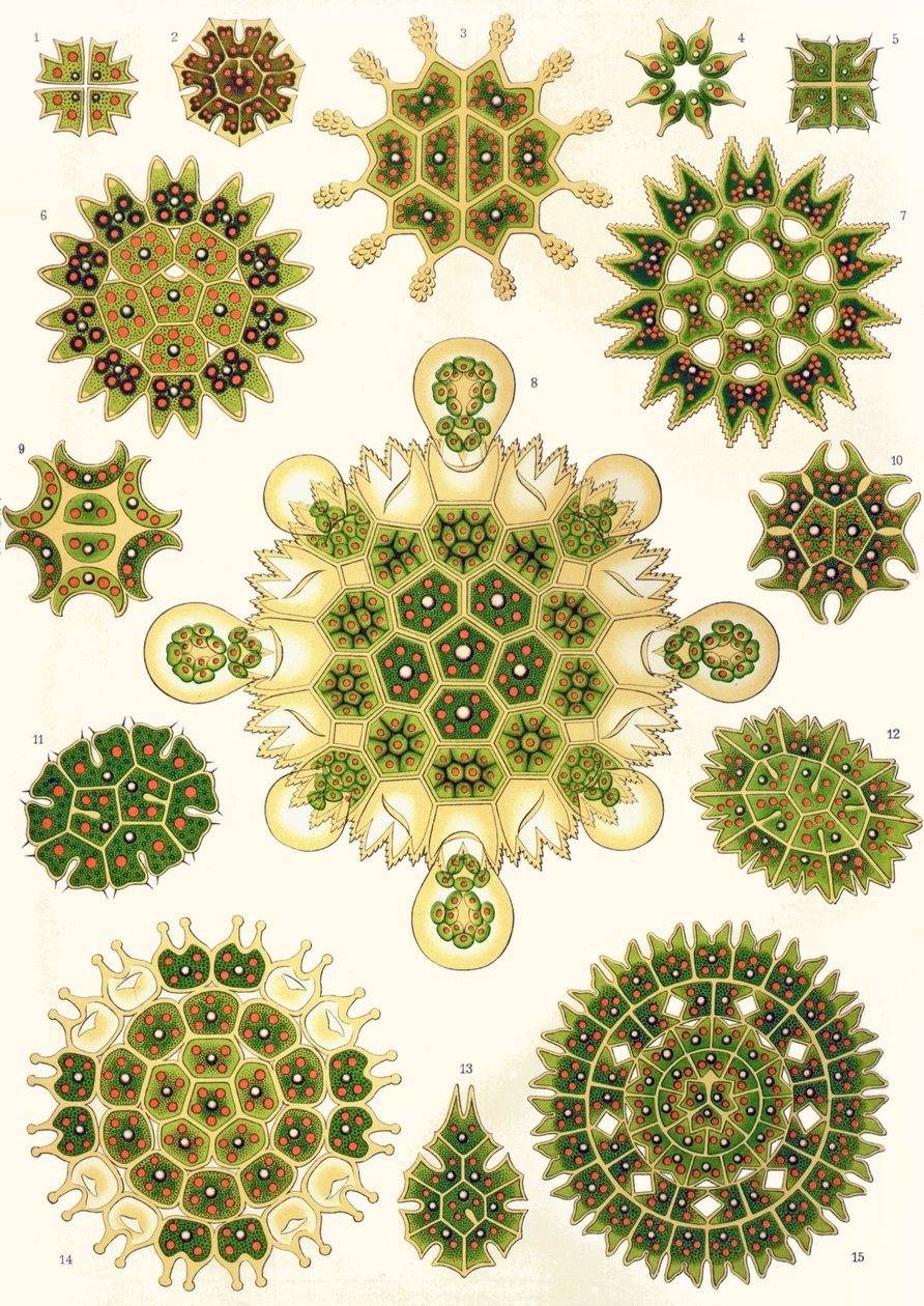 A Pediatrum fajtái a "természet művészeti formáiból" alkotó: Ernst (after) Haeckel