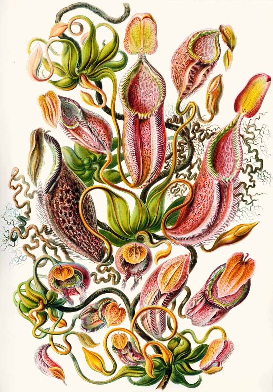 Nepenthaceae gyűjteménye a "Kunstformen der Natur"-ból alkotó: Ernst (after) Haeckel