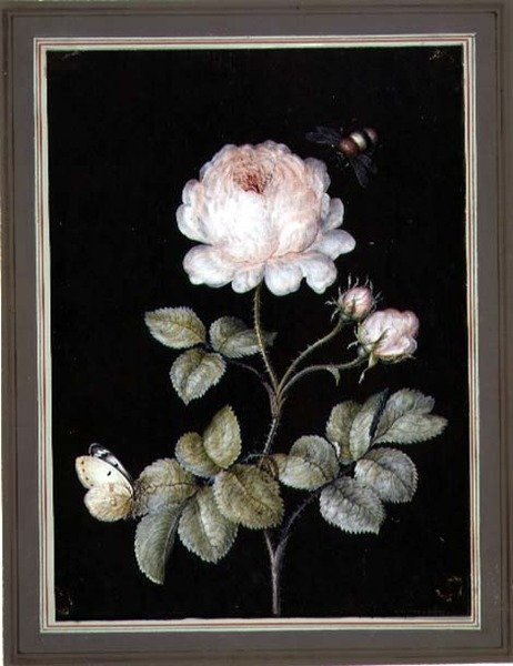 Rózsa darázssal és pillangóval (guache papíron) alkotó: Ernst Friedrich Carl Lang