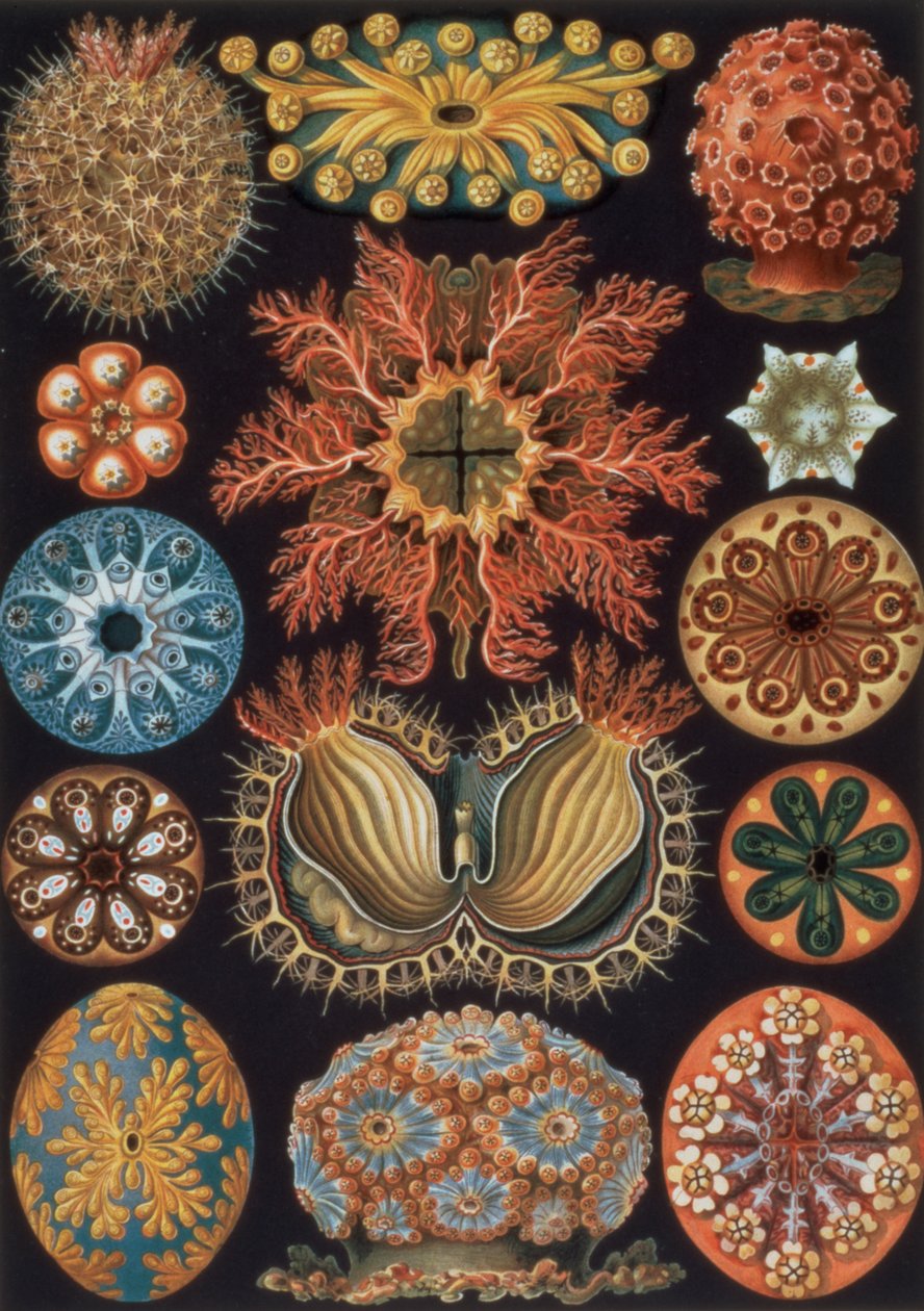 Ascidiae, 85. lemez az "Art Forms of Nature"-ből alkotó: Ernst Haeckel
