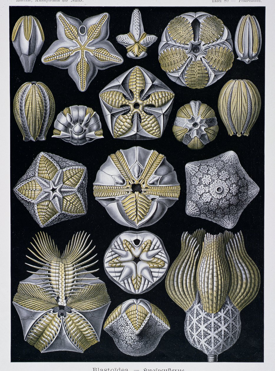 Blastoidea, az Artforms of Nature lemeze, 1899-1904 körül (színes metszet) alkotó: Ernst Haeckel
