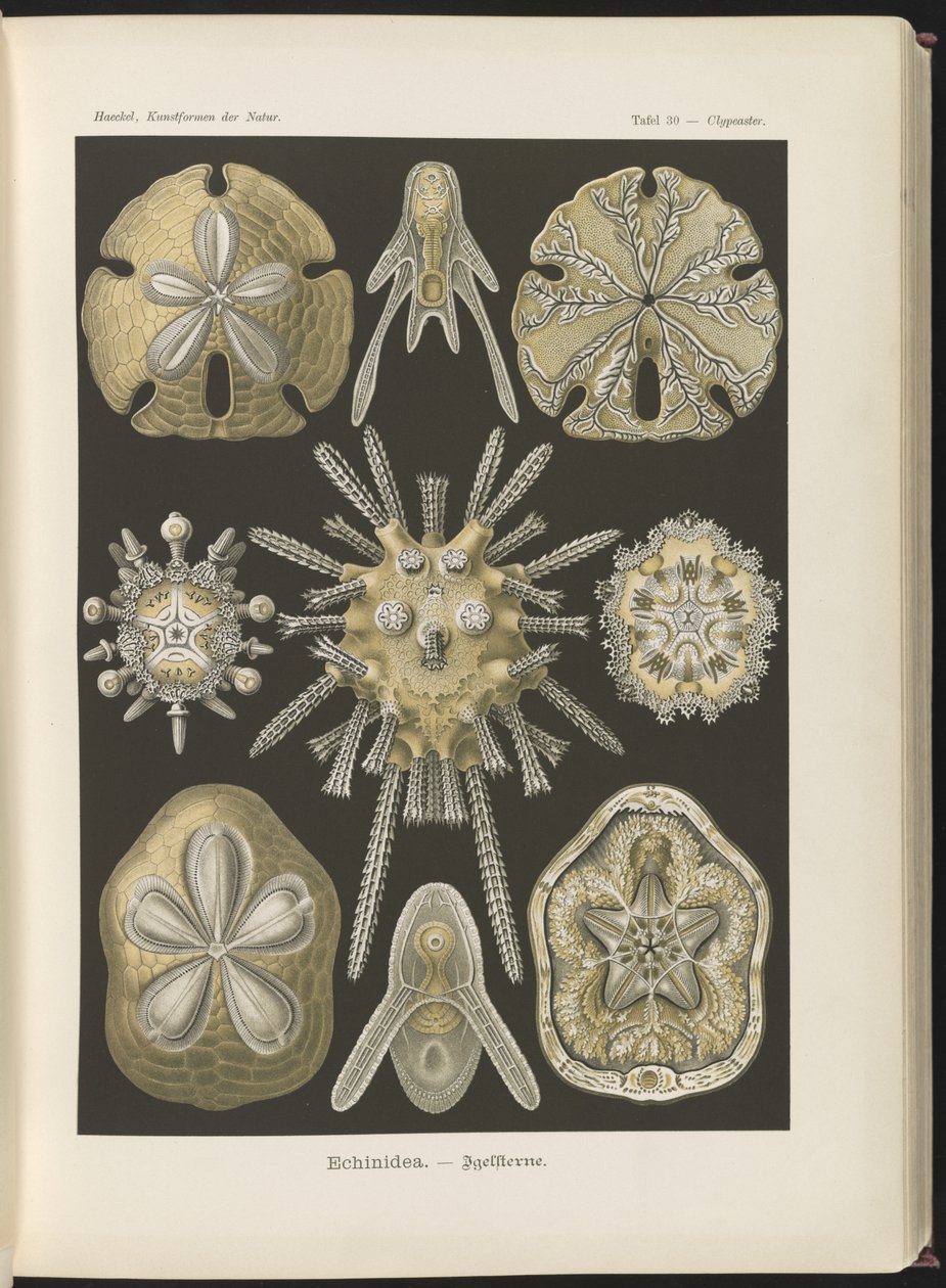 Echinidea: tengeri sünök és tengeri dollár alkotó: Ernst Haeckel