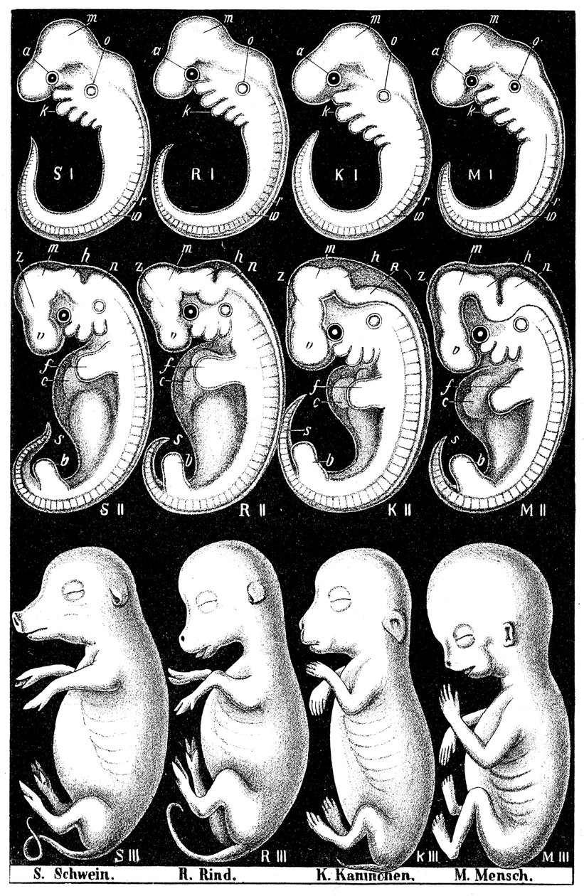 Haeckels a sertés, tehén, nyúl és ember embrióinak összehasonlítása alkotó: Ernst Haeckel