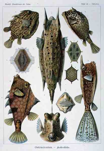 Ostraciontes, az Artforms of Nature tányérja alkotó: Ernst Haeckel