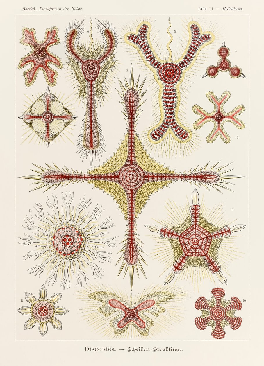 11. tábla Heliodiscus Discoidea a "Kunstformen der Natur"-ból (Művészet a természetben), illusztrálta Ernst Haeckel (1834-1919) alkotó: Ernst Haeckel