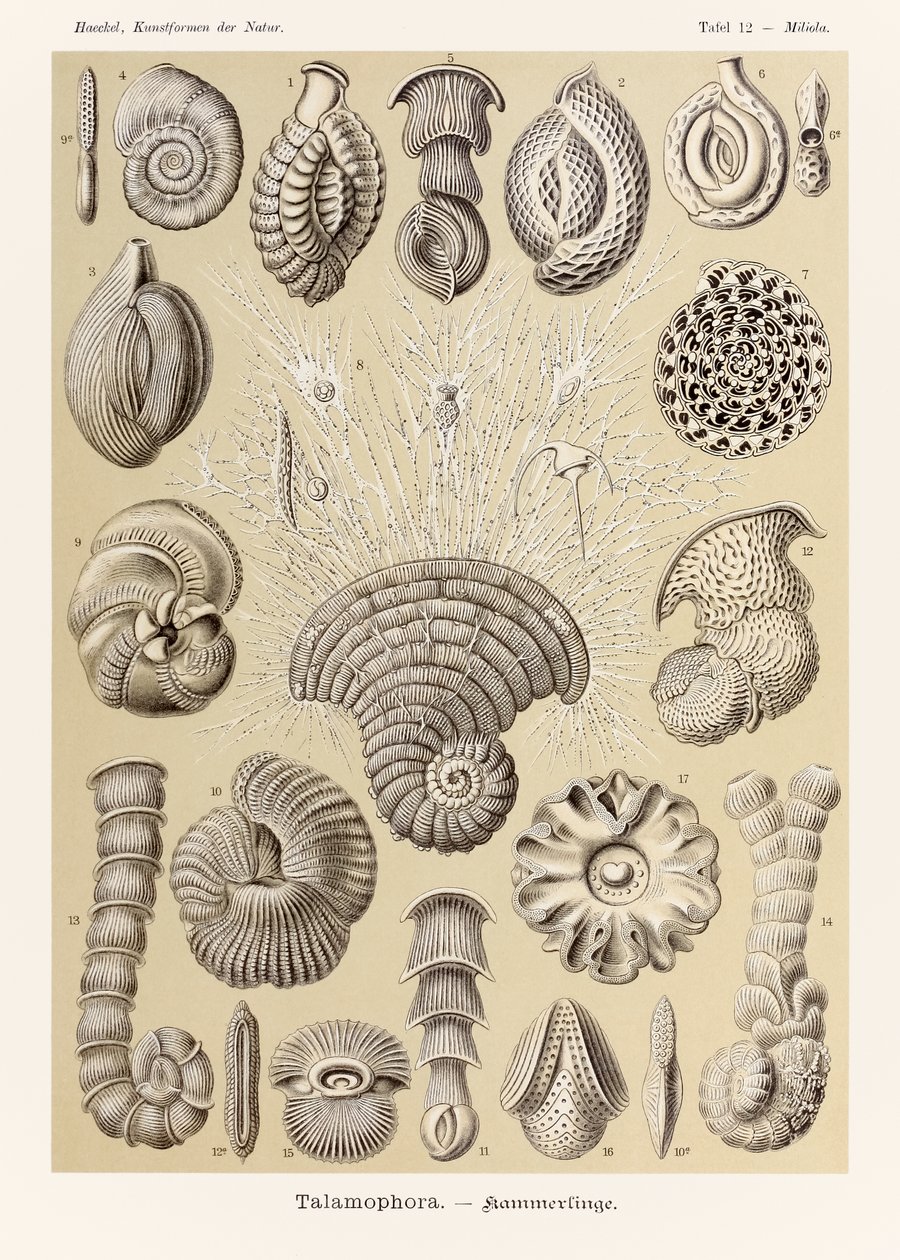 12. tábla Miliola Talamophora a "Kunstformen der Natur"-ból (Művészet a természetben), illusztrálta Ernst Haeckel (1834-1919) alkotó: Ernst Haeckel