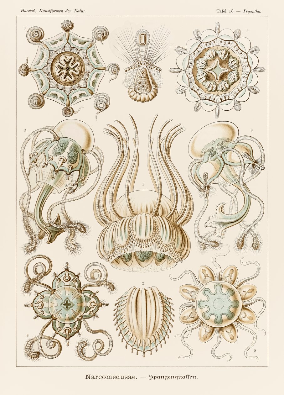 16. tábla Pegantha Narcomedusae a "Kunstformen der Natur"-ból (Művészetformák a természetben), Ernst Haeckel (1834-1919) illusztrálásával alkotó: Ernst Haeckel
