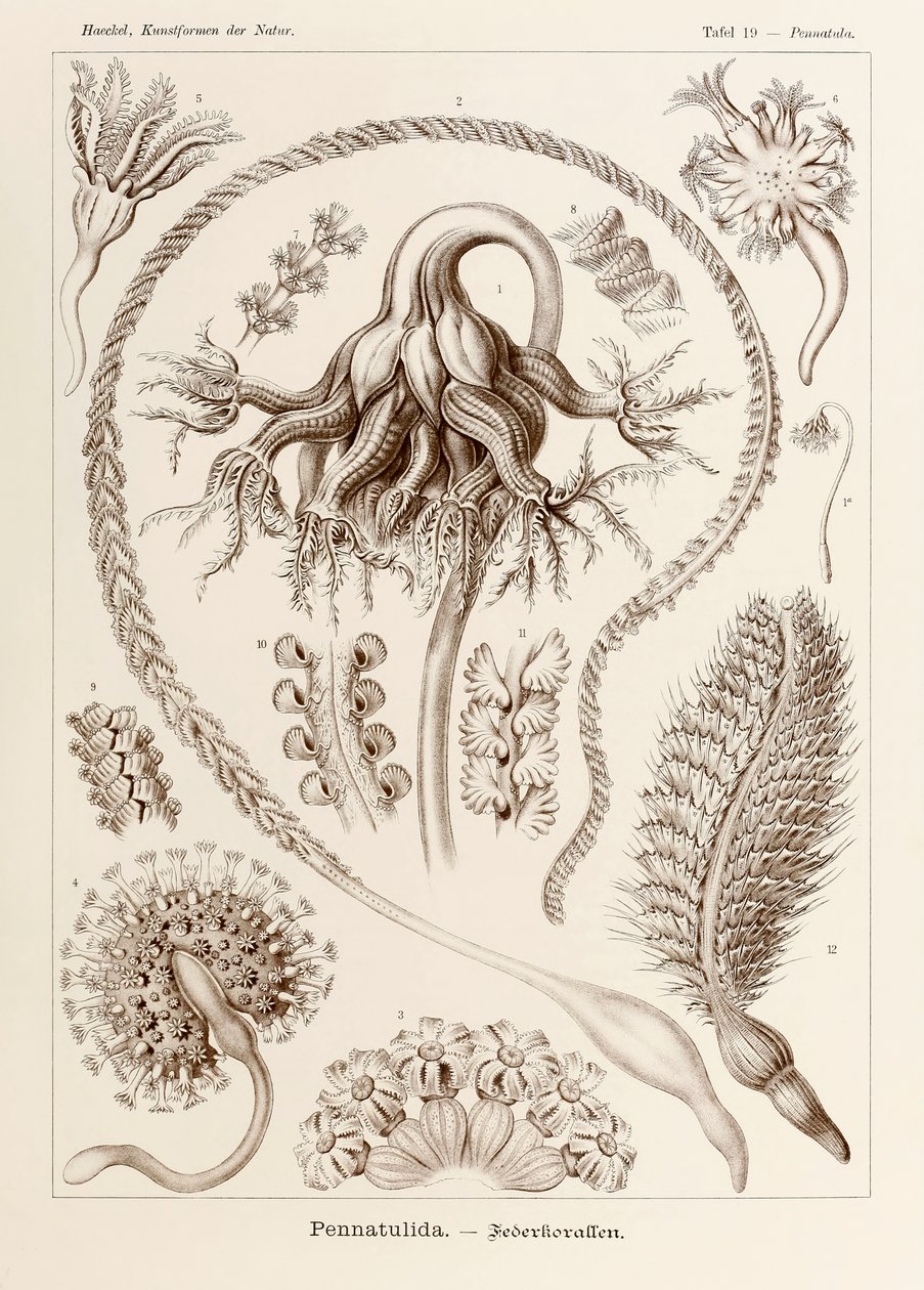 19. tábla Pennatula Pennatulida a "Kunstformen der Natur"-ból (Művészet a természetben), illusztrálta Ernst Haeckel (1834-1919) alkotó: Ernst Haeckel