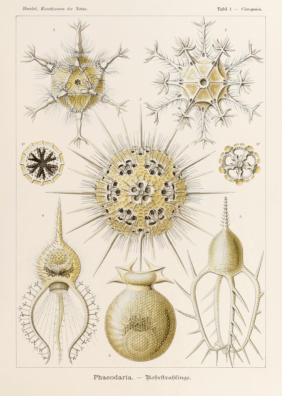 1. tábla Circogonia Phaeodaria a "Kunstformen der Natur"-ból (Művészet a természetben), illusztrálta Ernst Haeckel (1834-1919) alkotó: Ernst Haeckel
