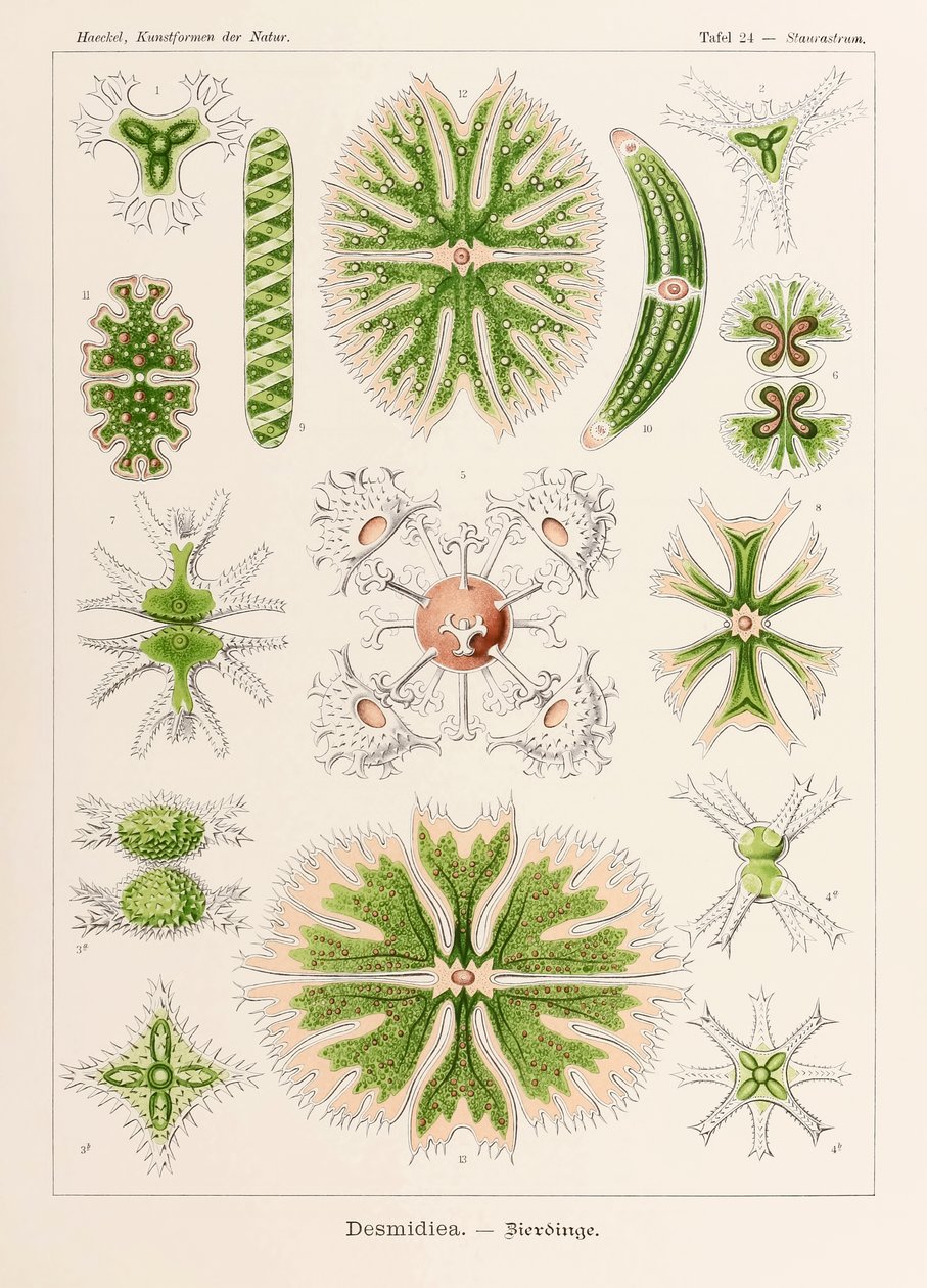 24. tábla Staurastrum Desmidiea a "Kunstformen der Natur"-ból (Művészet a természetben), illusztrálta Ernst Haeckel (1834-1919) alkotó: Ernst Haeckel