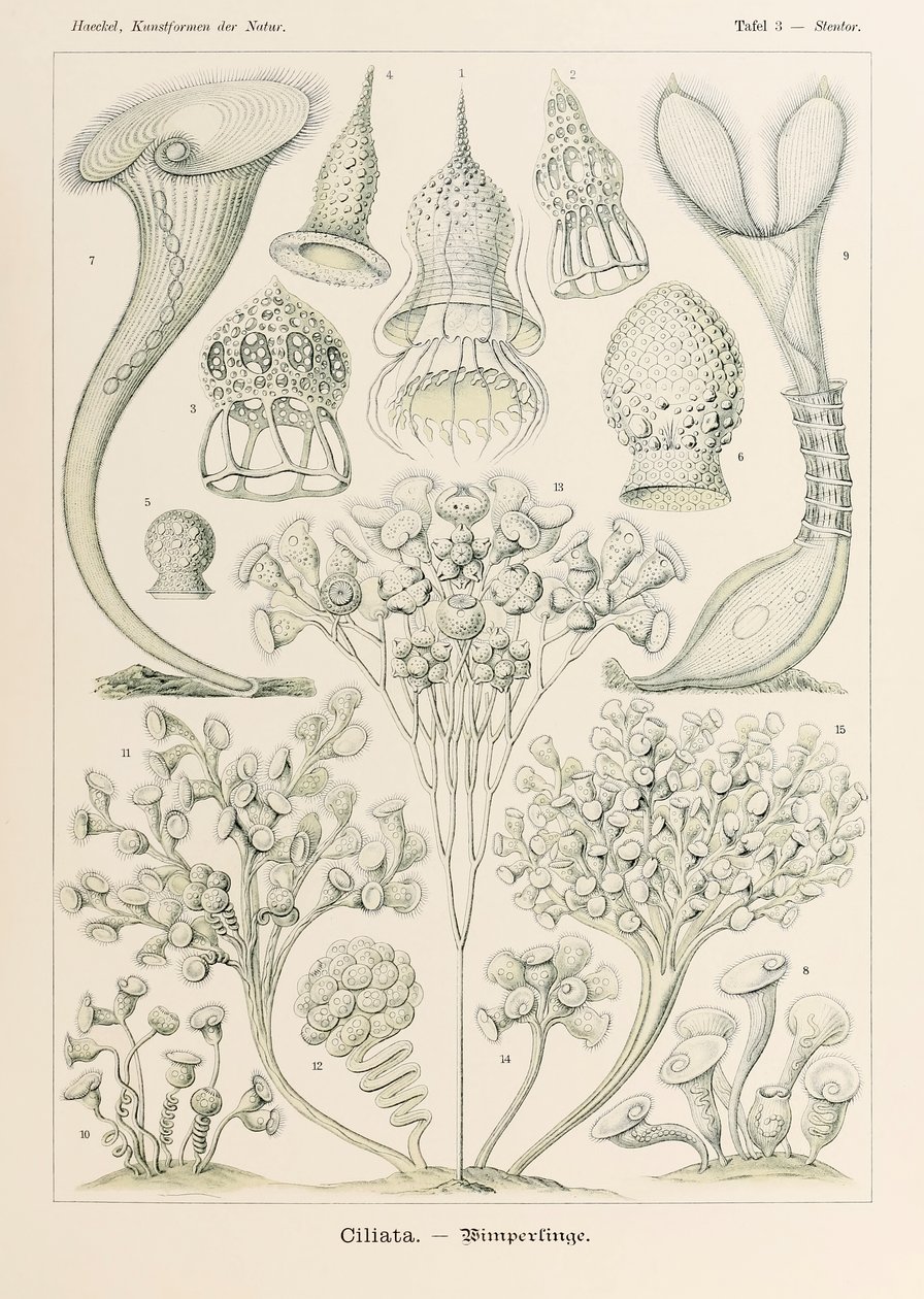 3. tábla Stentor Ciliata a "Kunstformen der Natur"-ból (Művészet a természetben), illusztrálta Ernst Haeckel (1834-1919) alkotó: Ernst Haeckel