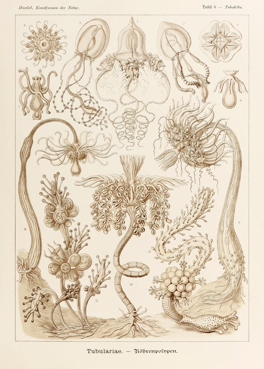 6. tábla Tubuletta Tubulariae a "Kunstformen der Natur"-ból (Művészet a természetben), illusztrálta Ernst Haeckel (1834-1919) alkotó: Ernst Haeckel