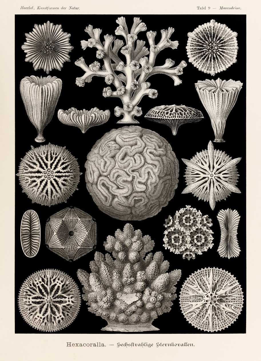 9. tábla Maeandrina Hexacoralla a "Kunstformen der Natur"-ból (Művészet a természetben), Ernst Haeckel (1834-1919) illusztrálta alkotó: Ernst Haeckel