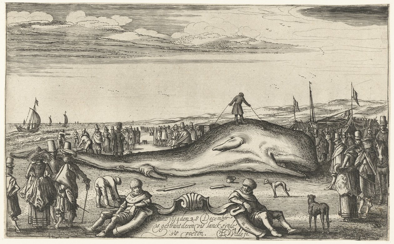 Elakadt sperma bálna Noordwijk tengerpartján, 1614 alkotó: Esaias van de Velde