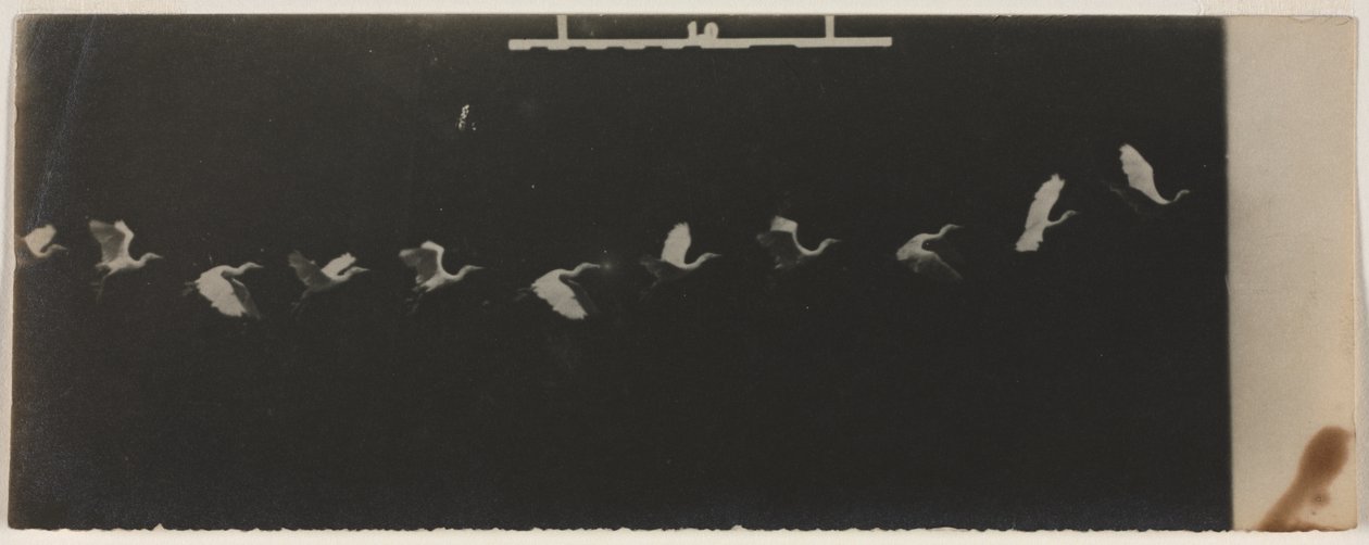 Egy repülő gém kronofotója alkotó: Etienne Jules Marey