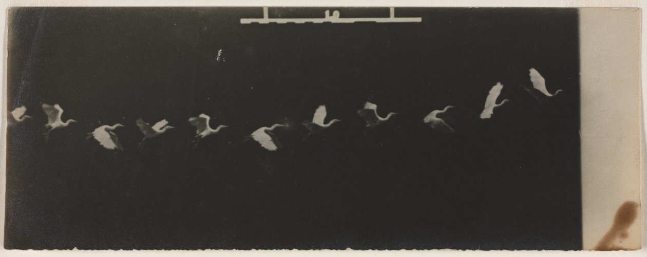 Egy repülő gém kronofotója. alkotó: Etienne Jules Marey