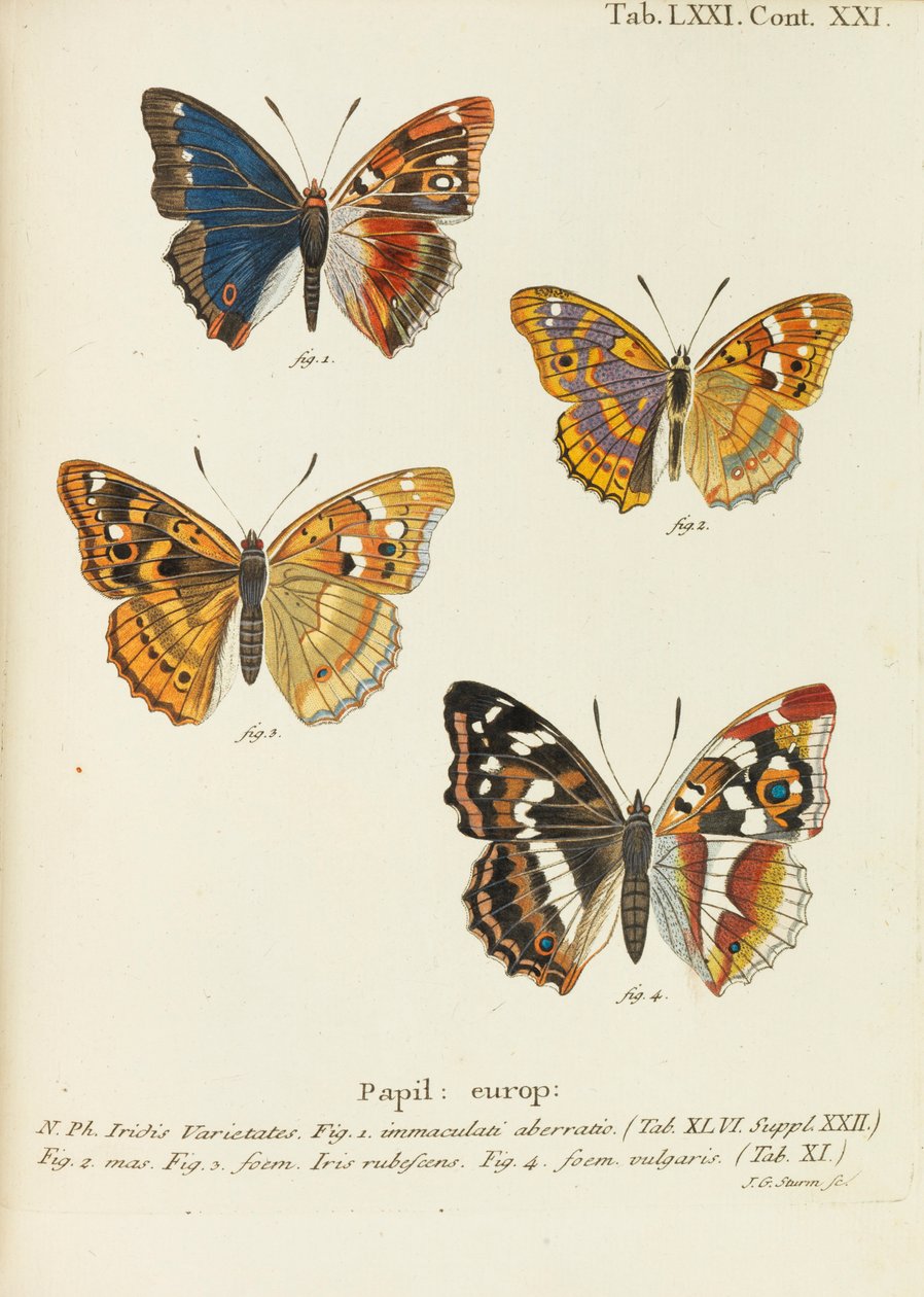 A pillangók A pillangók, 1777-1794. alkotó: Eugen Johann Christoph Esper