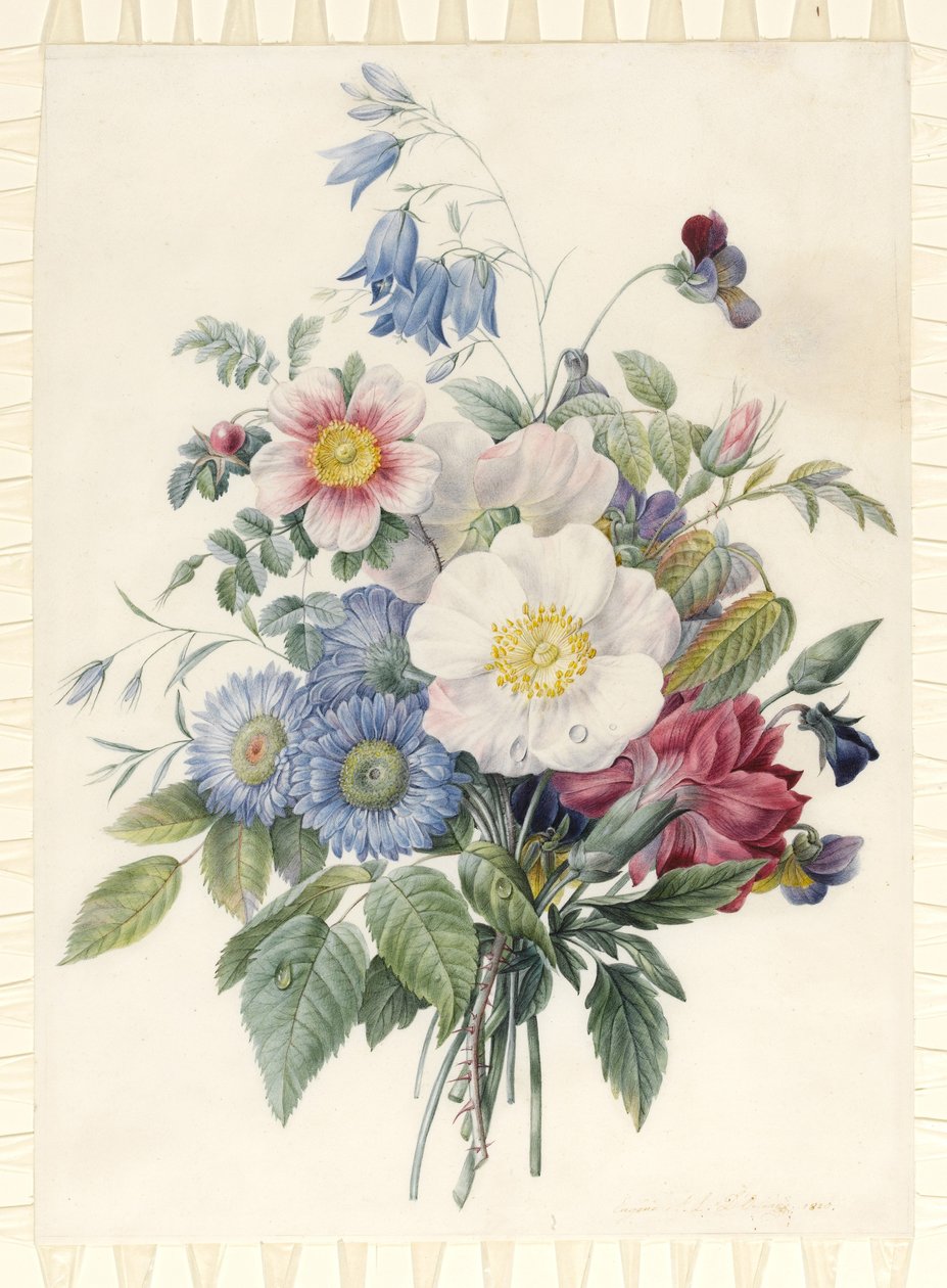 Kék őszirózsa, Rosa Spinosissima hibrid, Harebell, Viola, Cartnation és egy vadrózsa, 1820 (wc és testszín grafit körvonal felett pergamen) alkotó: Eugene A. L. d Orleans