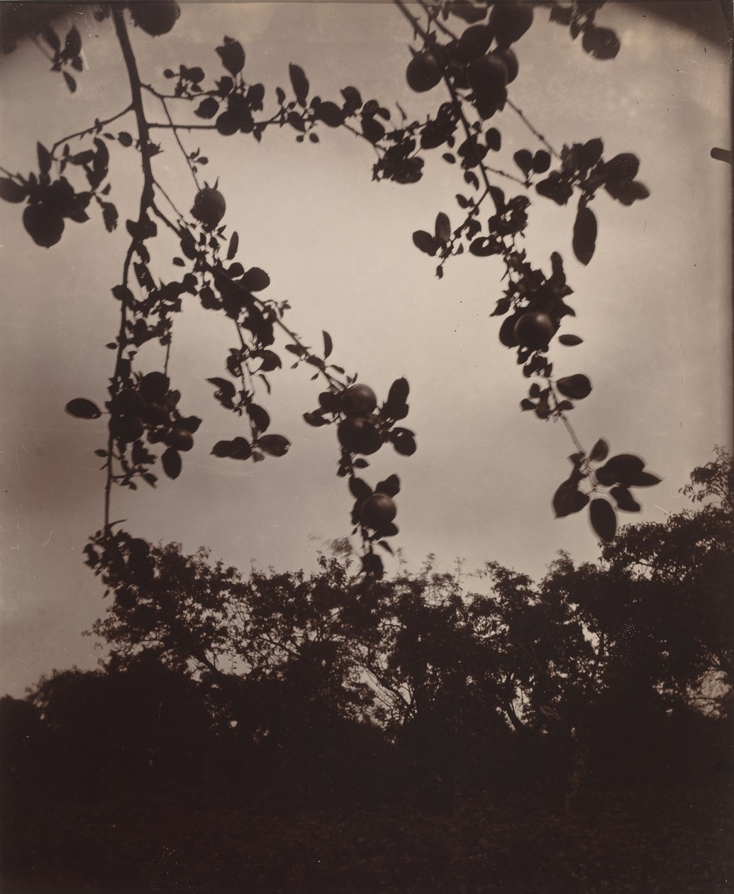 Almaágazat, 1922/1923 (fotó) alkotó: Eugène Atget