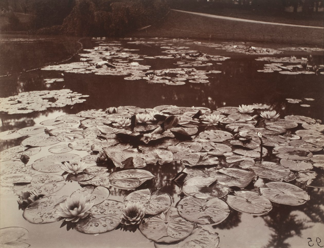 Tavirózsák alkotó: Eugène Atget