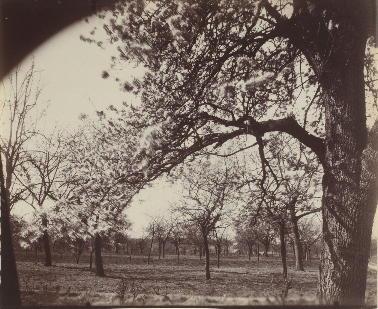 Poirier,1921 (fénykép) alkotó: Eugène Atget