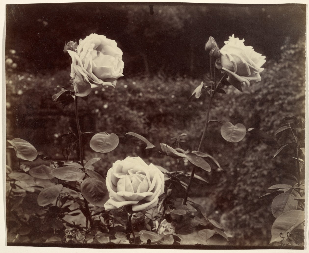 Rózsák alkotó: Eugène Atget