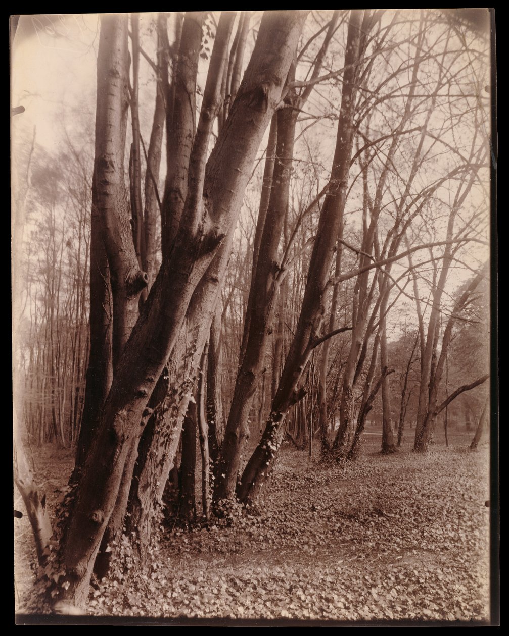 A Saint-Cloud-i park alkotó: Eugène Atget
