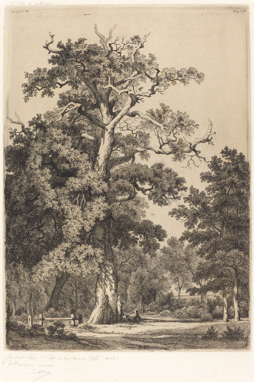 Ősi tölgy a Bois de Boulogne-ban, 1855. alkotó: Eugene Bléry