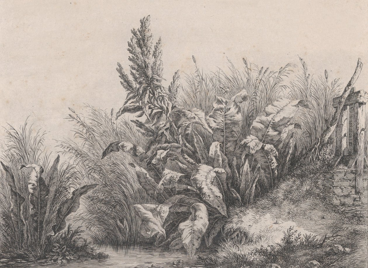 Great Water Dock Plant, 1840. alkotó: Eugene Bléry
