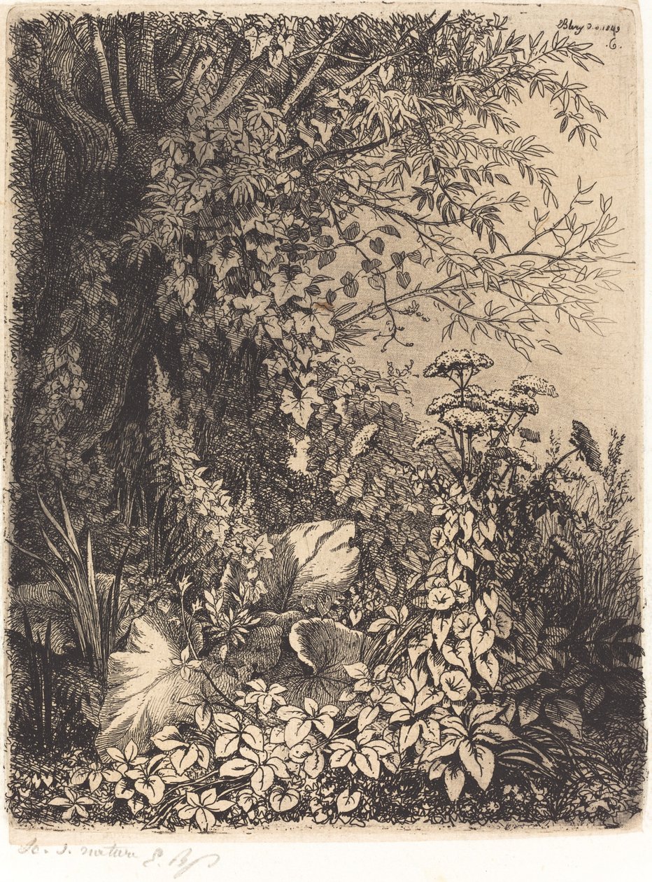 La bardane au saule Bojtorján fűzfával, 1849-ben. alkotó: Eugene Bléry