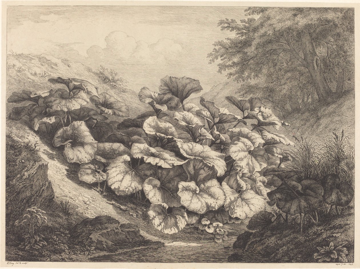 Nagy csikóláb, 1843. alkotó: Eugene Bléry