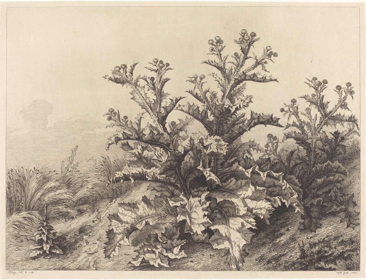 Nagy bogáncs, 1843. alkotó: Eugene Bléry
