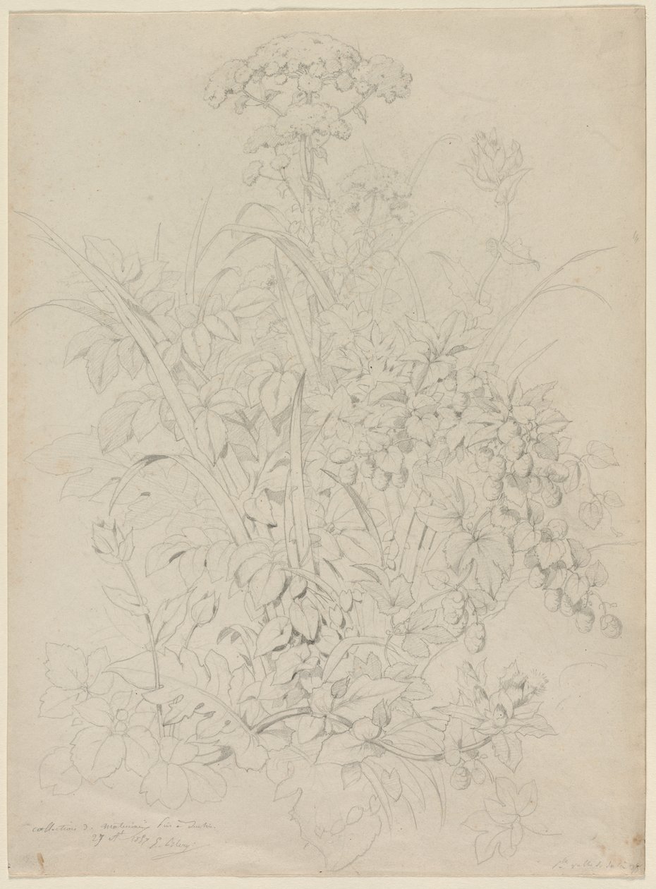 Növénytanulmány, 1857. alkotó: Eugene Bléry