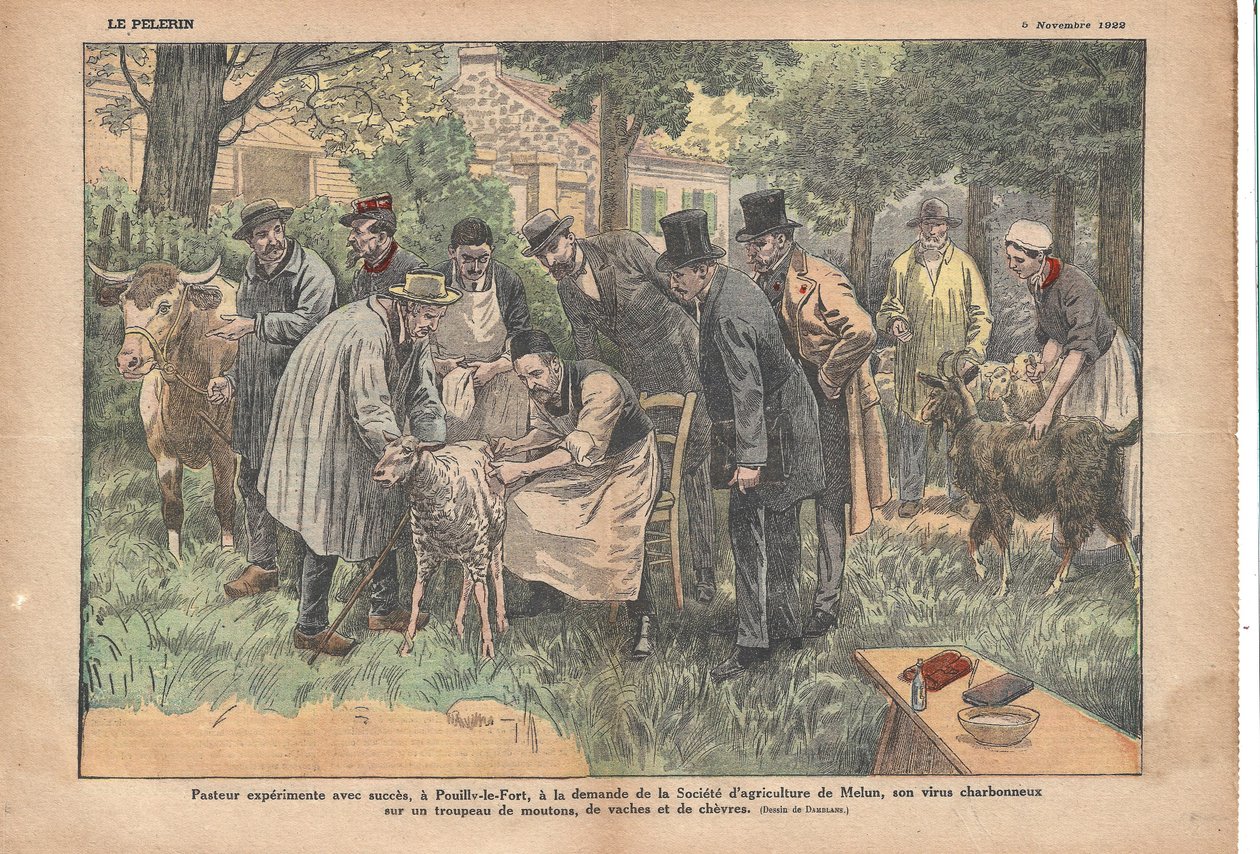 Pouilly-le-Fortban a Melun Mezőgazdasági Társaság kérésére Pasteur sikeresen tesztelte lépfene vírusát egy juh-, tehén- és kecskecsordán. Le Pèlerin, 1922.05.11. (nyomtatás) alkotó: Eugene Damblans