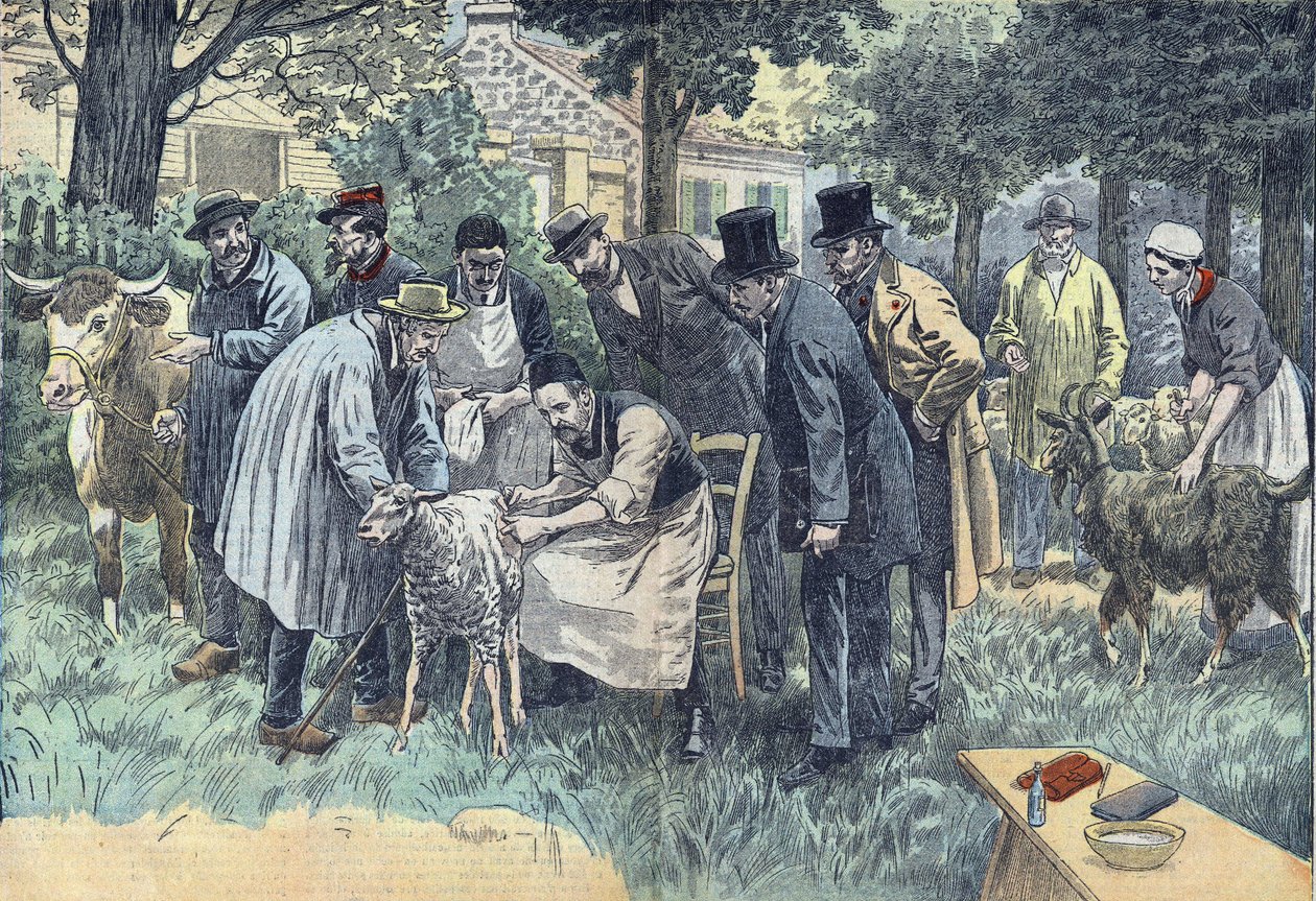 Louis Pasteur (1822-1895), francia biológus a Melun Mezőgazdasági Társaság felkérésére sikeresen kísérletezett Pouilly-le-Fortban, lépfene vírusát egy juh-, tehén- és kecskecsordán. Damblanok rajza. alkotó: Eugene Damblans