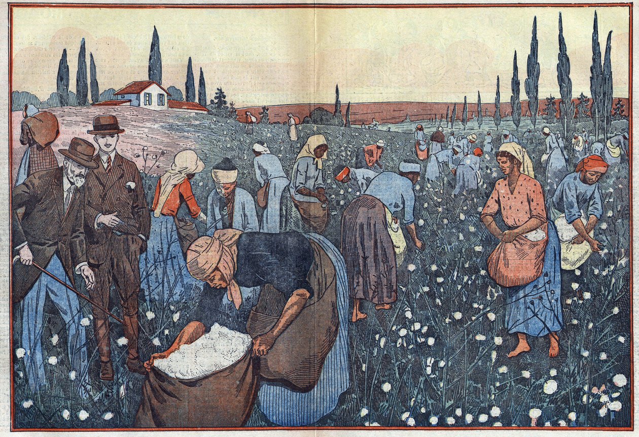 Gyapottermés, Orleanville közelében, a Chelif-völgyben, Algériában. Damblans illusztráció. A február 23-i „” Le Pelerin”-ben alkotó: Eugene Damblans