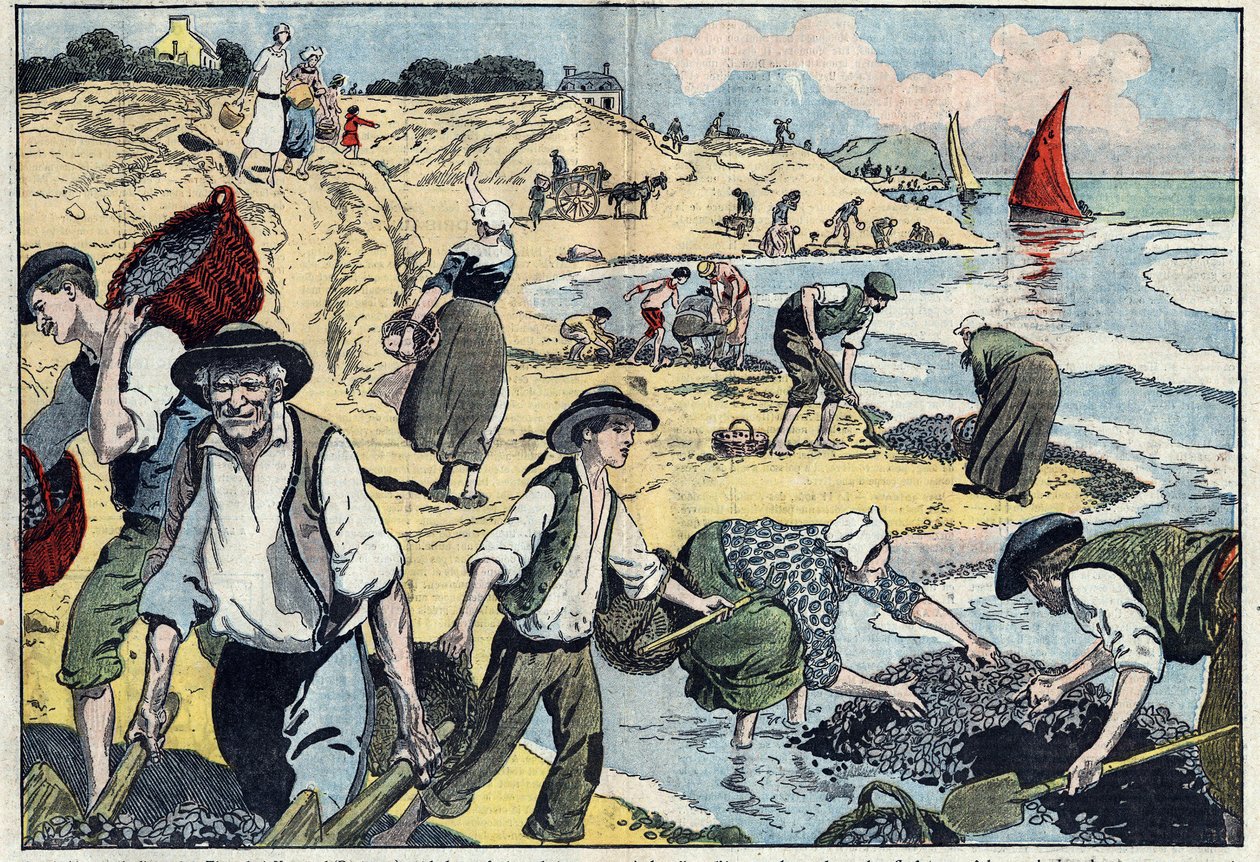 A Thouais partvidék lakói kagylót gyűjtenek be. Kernevel, Finistere (29), Bretagne. Damblans illusztráció. Augusztus 31-i „” Le Pelerin”-ben alkotó: Eugene Damblans