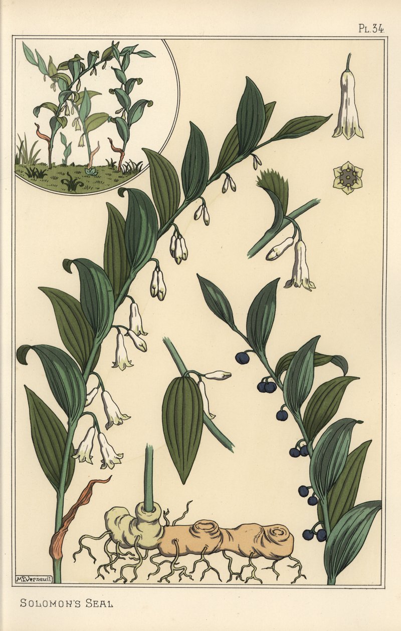Salamon pecsétjének, Polygonatum multiflorumnak botanikai illusztrációja alkotó: Eugene Grasset