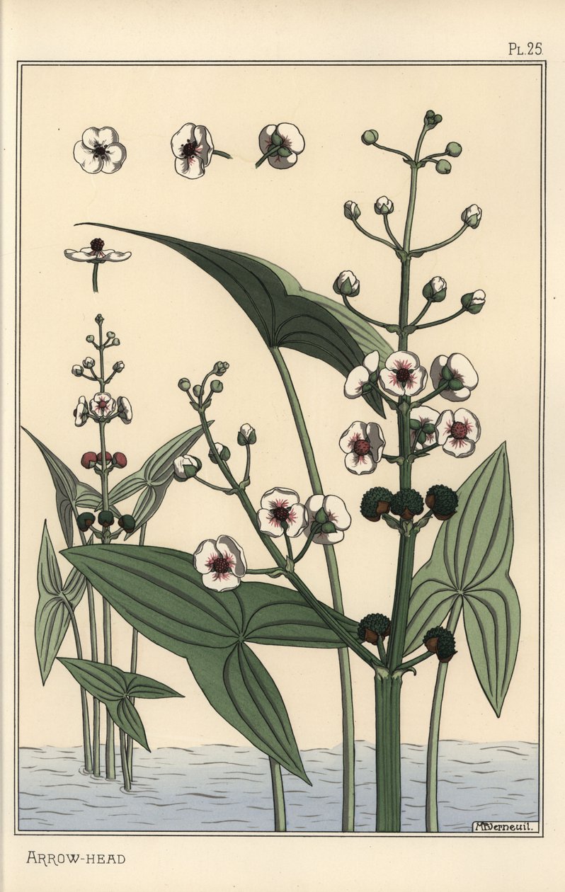 A nyílhegy, Sagittaria sagittifolia botanikai illusztrációja alkotó: Eugene Grasset