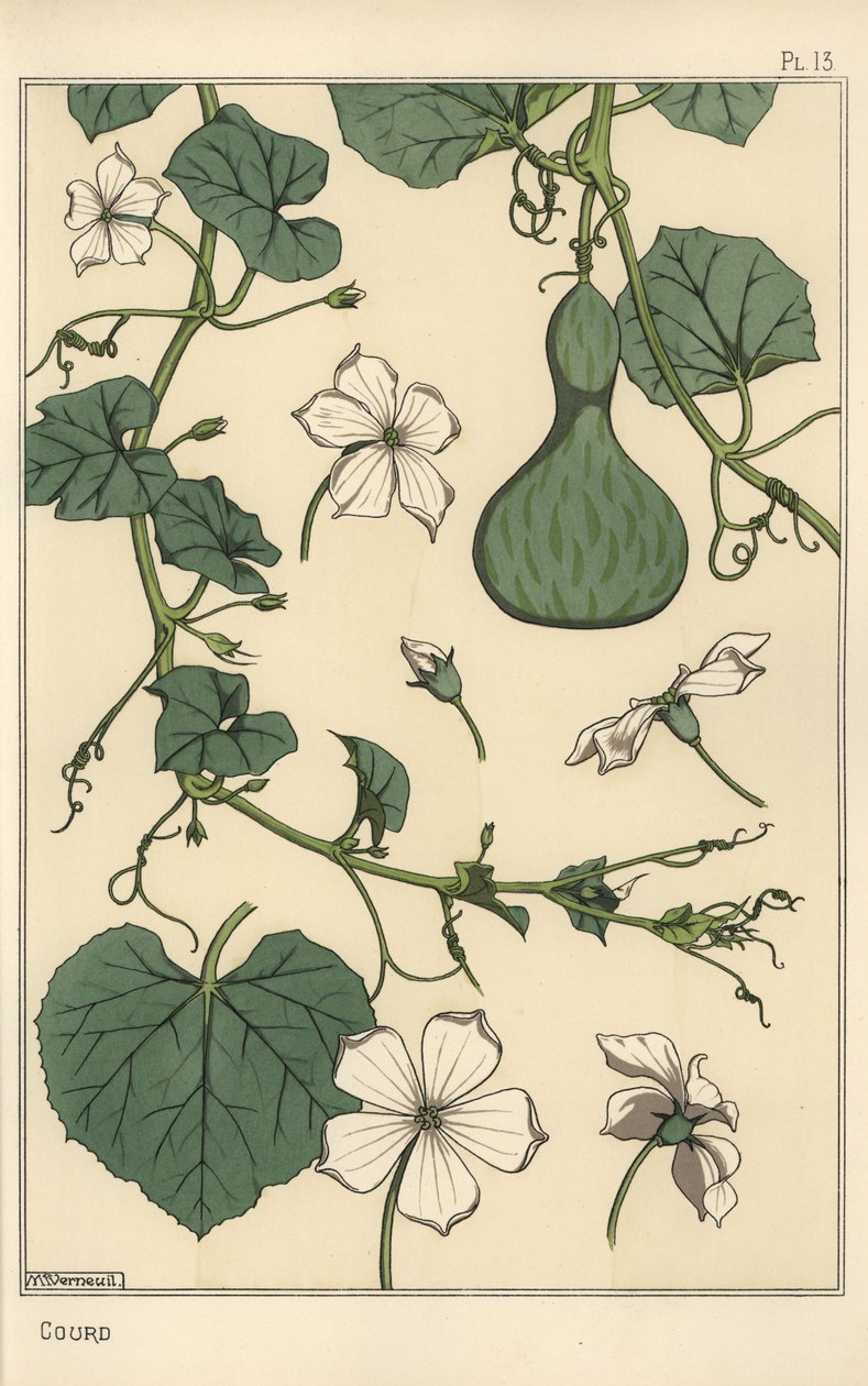 A tök botanikai illusztrációja alkotó: Eugene Grasset