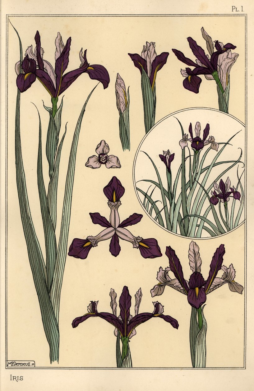 Írisz növény- és virágrészek, betéttel alkotó: Eugene Grasset