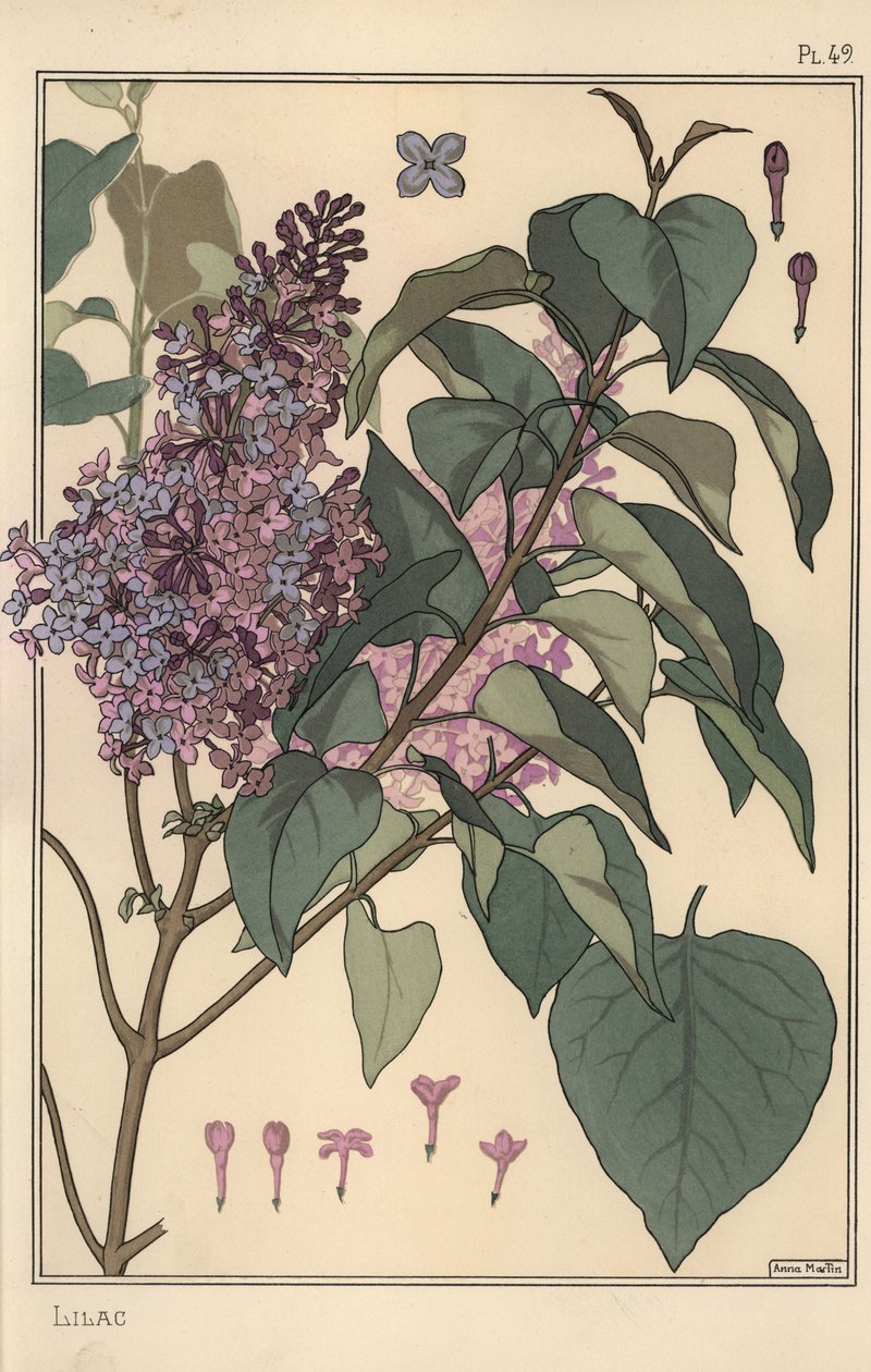 Lila botanikai tanulmány. alkotó: Eugene Grasset