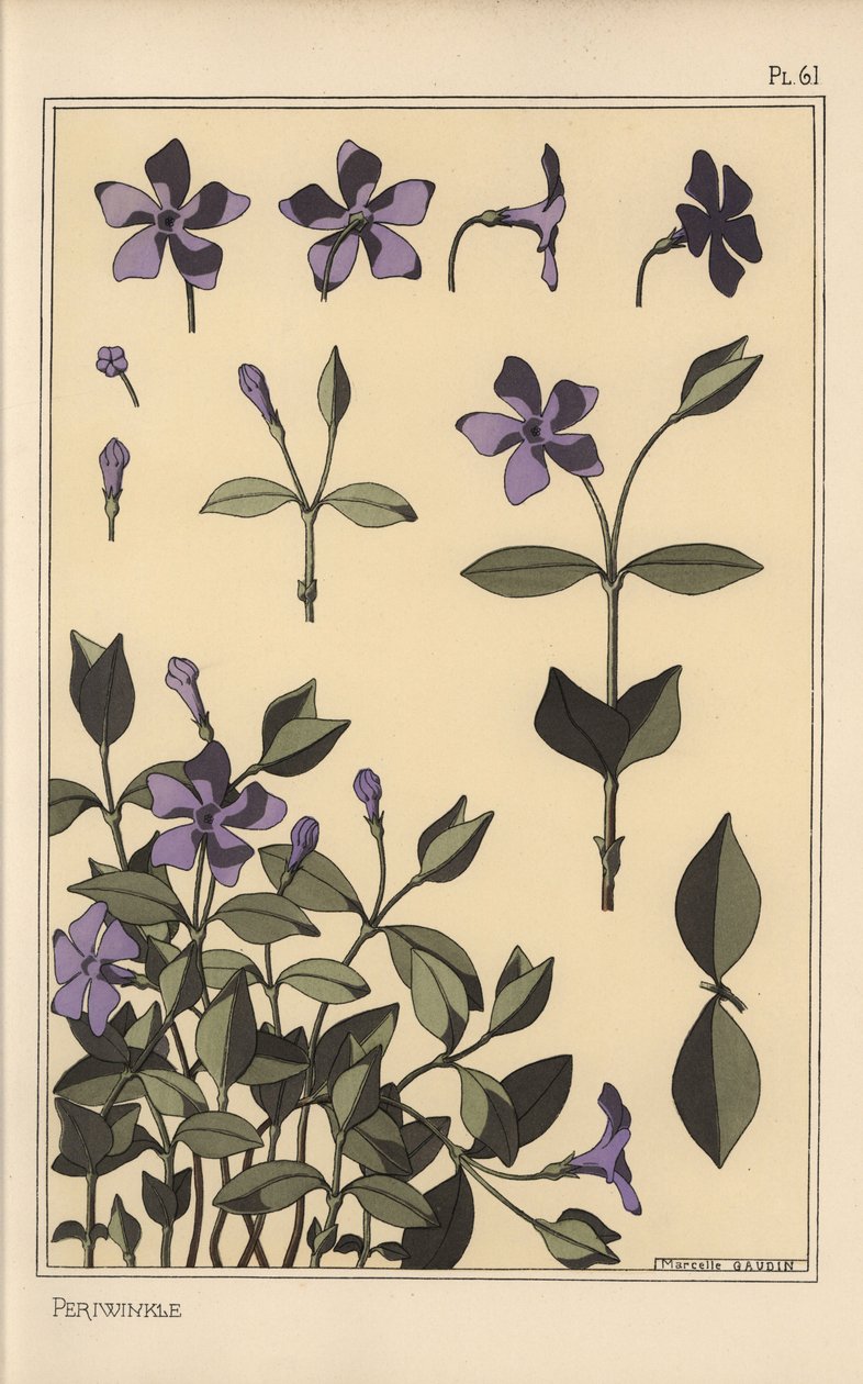 Periwinkle botanikai tanulmány alkotó: Eugene Grasset