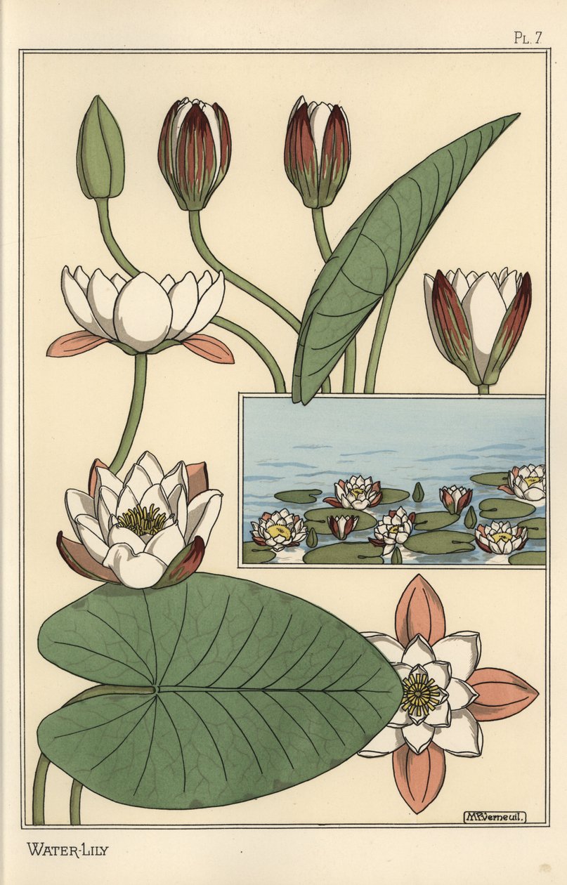 A tavirózsa, a Nelumbo lutea és a virágrészek alkotó: Eugene Grasset