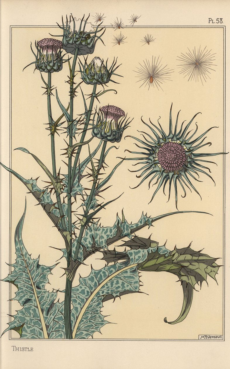Botanikai tanulmány a bogáncsról alkotó: Eugene Grasset