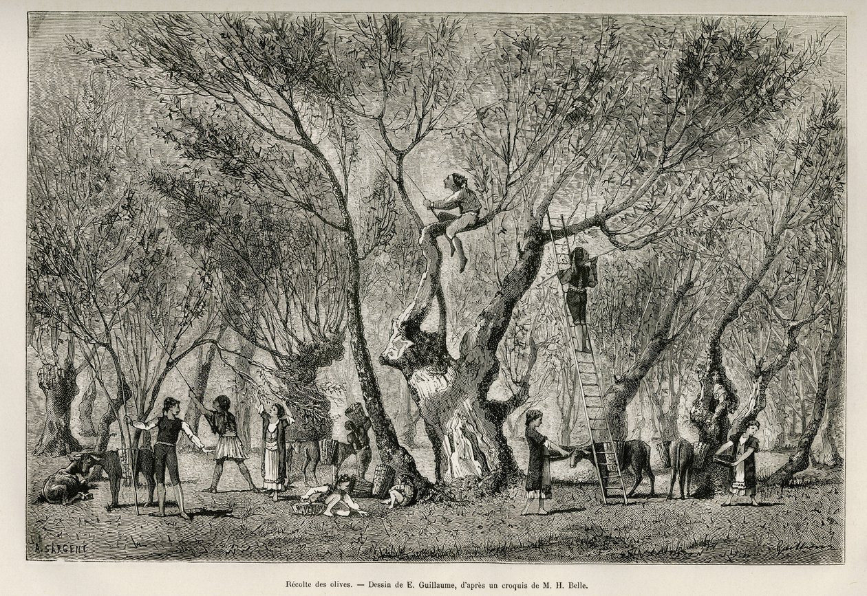 Olajbogyógyűjtemény az Amphissa régióban, E.Guillaume rajza Henri Belle történetének illusztrálására: Voyage en Greece alkotó: Eugene Guillaume