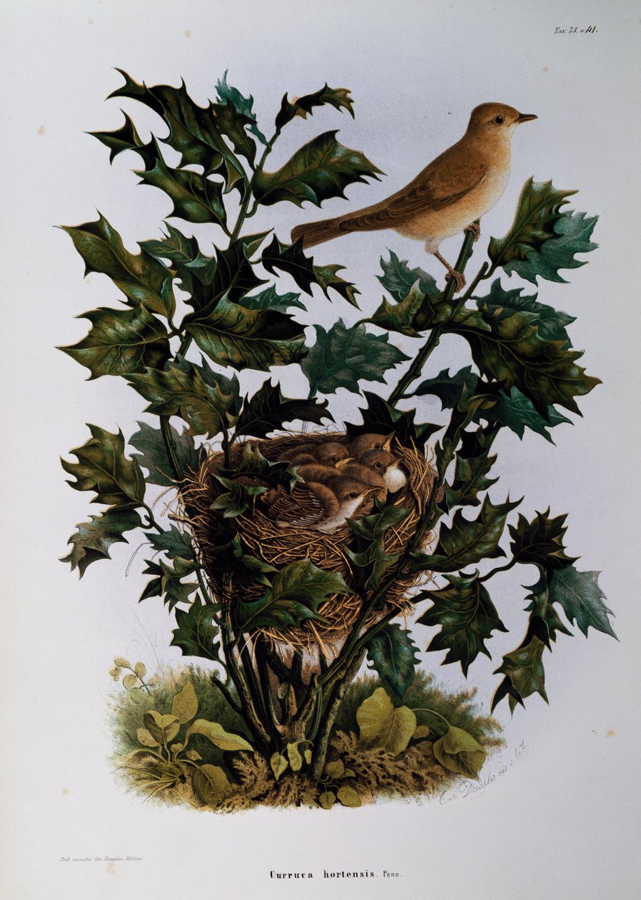 Kerti poszáta (Sylvia hortensis), Oscar Dressler metszete a Lombardiában fészkelő madarak természetrajzából, Eugenio Bettoni (1845-1898), Olaszország alkotó: Eugenio Bettoni, Oscar Dressler