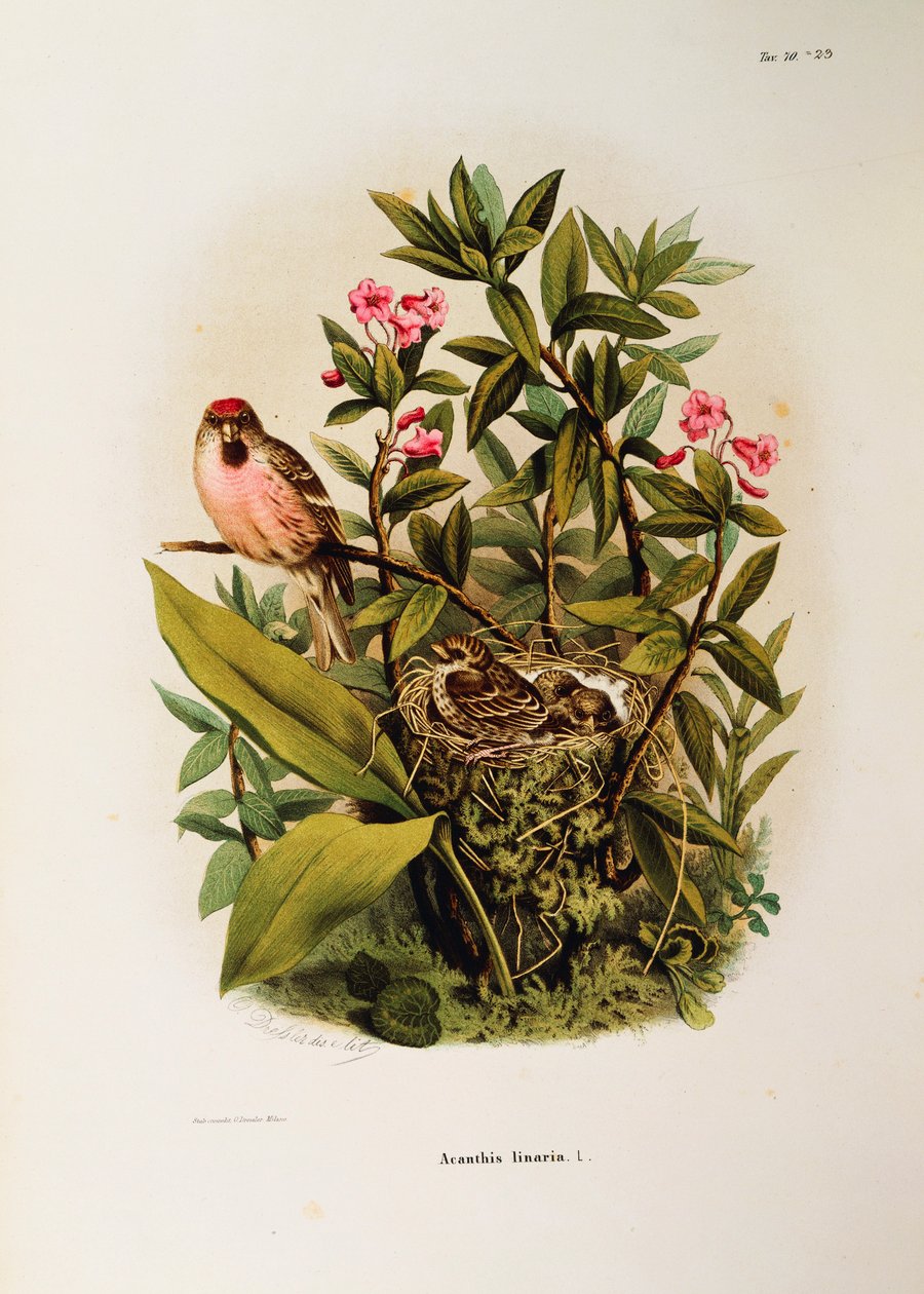 Illusztráció Eugenio Bettoni "A Lombardiában fészkelő madarak természetrajza" című művéből, amely a közönséges Redpoll Carduelis flammea családot képviseli, Oscar Dressler alkotó: Eugenio Bettoni, Oscar Dressler