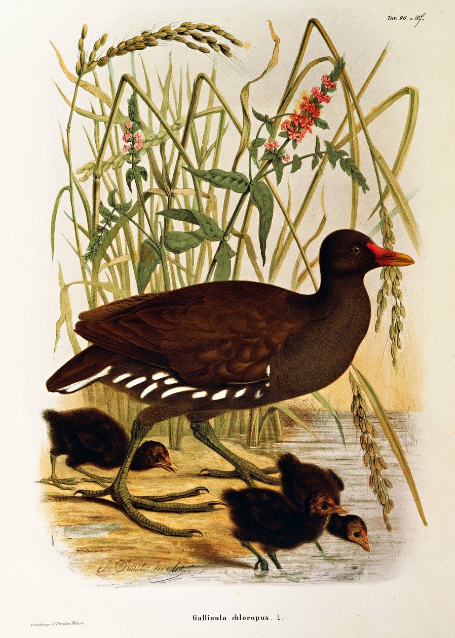 Illusztráció Eugenio Bettoni "Lombardiában fészkelő madarak természetrajza" című művéből, amely a közönséges moorhen Gallinula chloropust ábrázolja, Oscar Dressler alkotó: Eugenio Bettoni, Oscar Dressler